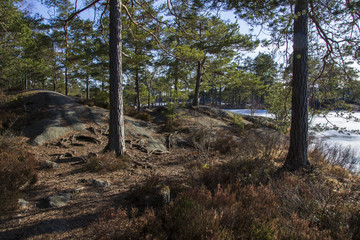 Spring forest lake