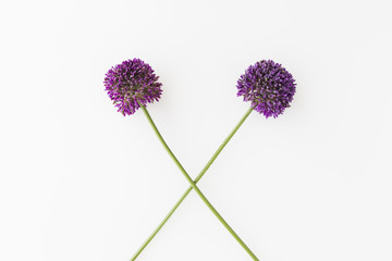 Purple Allium isolated on white background