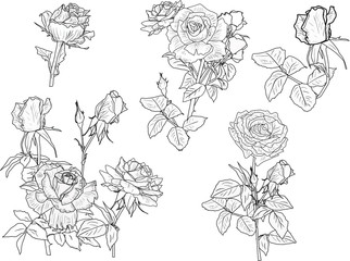 rose sketches black collection isolated on white