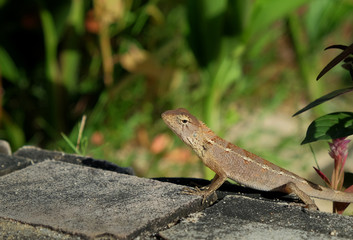 House lizard or little gecko under plant.
