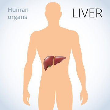 the location of the liver in the body, the human digestive system