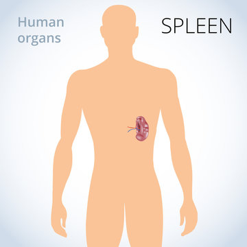the location of the spleen in the body, the human digestive system