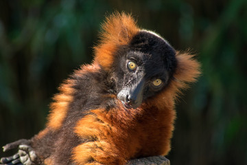 Brown Maki Lemur Monkey Chilling In The Sun On A Tree