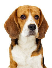 beagle dog on a white background