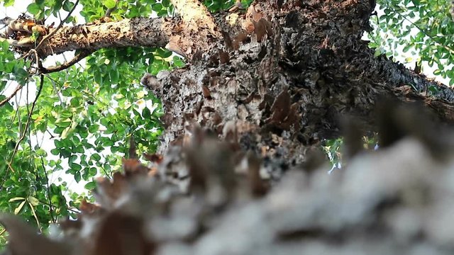 Bizarre looking tree with peeling flaky bark. Pterocarpus macrocarpus also known as Burma padauk.