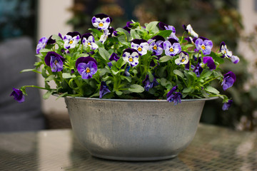 Violet Flowers White Purple Yellow Green in a Pot Outside