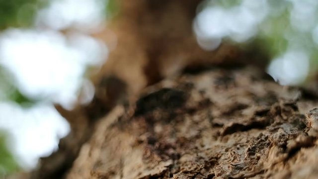 Extreme close-up of Pterocarpus macrocarpus also known as Burma padauk tree.
