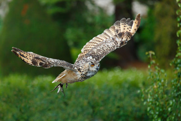 Flying Hunting Owl