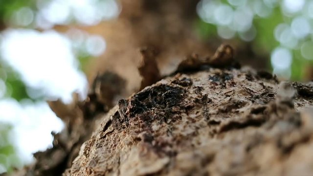 Extreme close-up of Pterocarpus macrocarpus also known as Burma padauk tree.