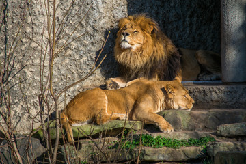 Obraz premium Two Zoo Lions Chilling On A Stone in the sun