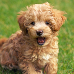 female bollipoo puppy, Father is a Toy Poodle, Mother a Bolonka Zwetna