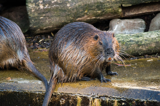 Beaver Rat Swimming Water Brown Animal Zoo