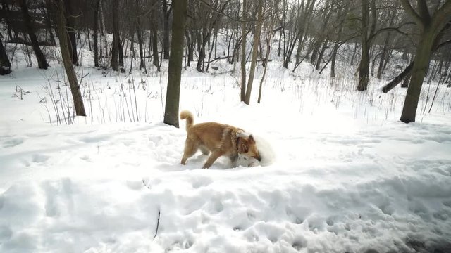 Two dogs are happy in the winter. They walk and play with each other.