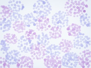 背景素材 紫陽花2