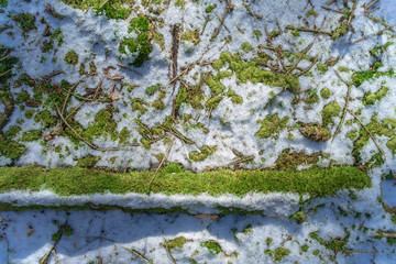 Snow and moss covered ground