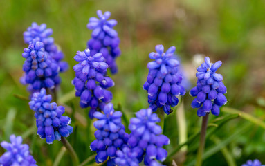 Beautiful violet flowers 1