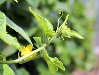 цветок, огурец, лето, росток, flower, cucumber, summer, sprout