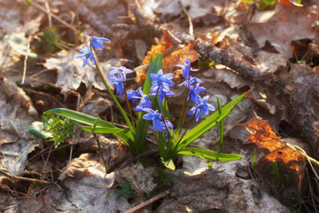 First spring wild flowers bluebells on the ground in park top view