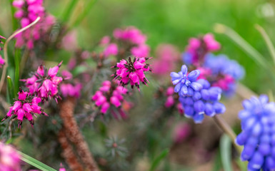 Purple and violet flowers 2