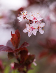 White cherry blossoms 3