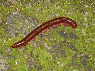 millipede