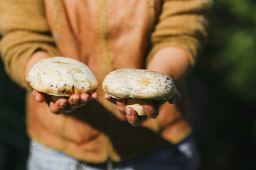 the girl is holding fresh juicy big white mushrooms