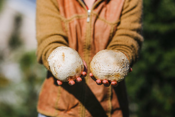 the girl is holding fresh juicy big white mushrooms