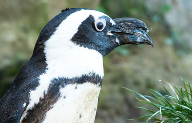 Penguin close up 