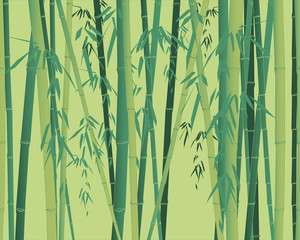 Bamboo plant texture on green background