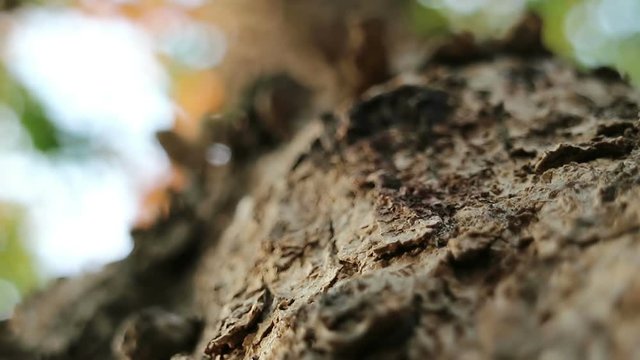Extreme close-up of Pterocarpus macrocarpus also known as Burma padauk tree.