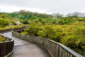 Fototapeta na wymiar A boarded walkway through lush green vegetation
