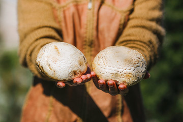 the girl is holding fresh juicy big white mushrooms