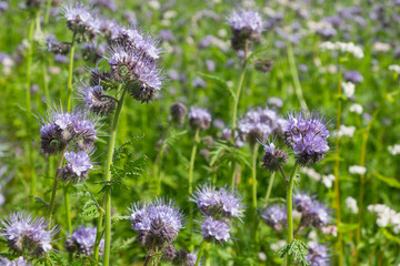 Obraz premium Closeup of a blooming phacelia on a field (Phacelia tanacetifolia, scorpionweed, heliotrope). A nectar source is a flowering plant.