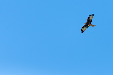 Rotmilan vor blauem Himmel im Emmental
