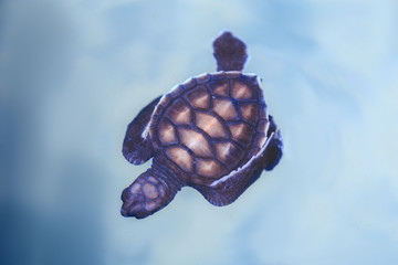 little turtle swims in the ocean