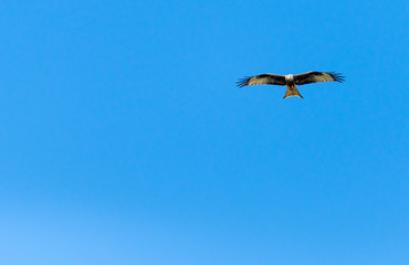 Rotmilan vor blauem Himmel im Emmental