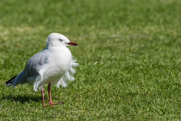 A seagull with wind ruffled feathers on a lawn