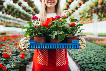 Beautiful young women working in greenhouse and enjoying in beautiful flowers. 