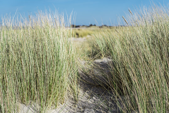 grass covered sand dunes on Graswarder peninsula at Heiligenhafen, Germany