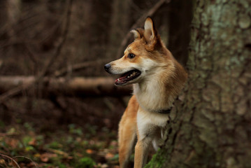 Naklejka na ściany i meble Hund im Wald