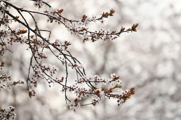Delicate flowering branches of wild cherry. Natural background of the garden.

