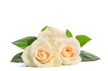 Beauty bouquet from white roses lies isolated on white background