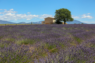 Naklejka na ściany i meble lavandes en Provence