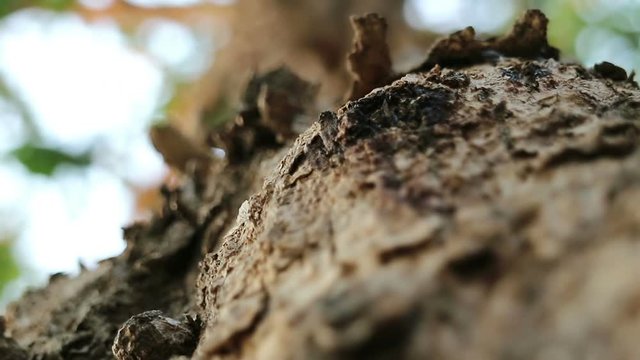 Extreme close-up of Pterocarpus macrocarpus also known as Burma padauk tree.