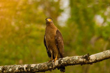 Serpent Eagle