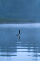 Chilling out on a Misty Day