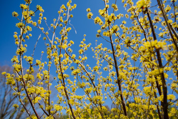 青空とミツマタ　日本