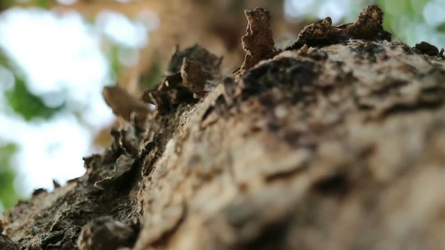 Extreme close-up of Pterocarpus macrocarpus also known as Burma padauk tree.