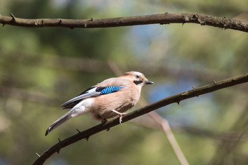 Garrulus glandarius on a branch