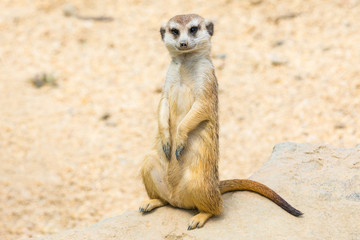 Fototapeta premium suricate portrait in nature looking at camera